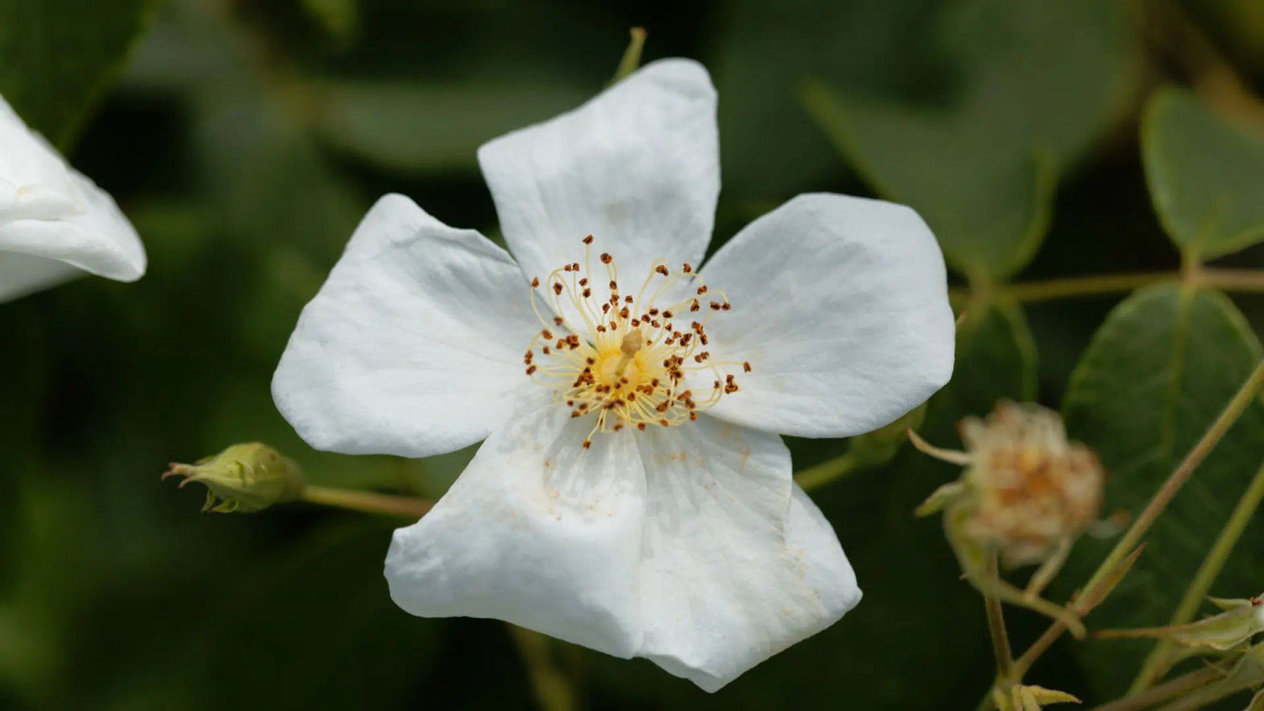 Musk - A warm, living, subtle scent!
